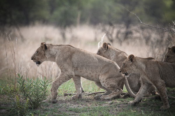 Jackalberry_20141118 IMG_1978